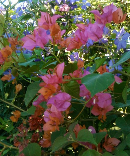 Rosenka - bougainvillea 2019