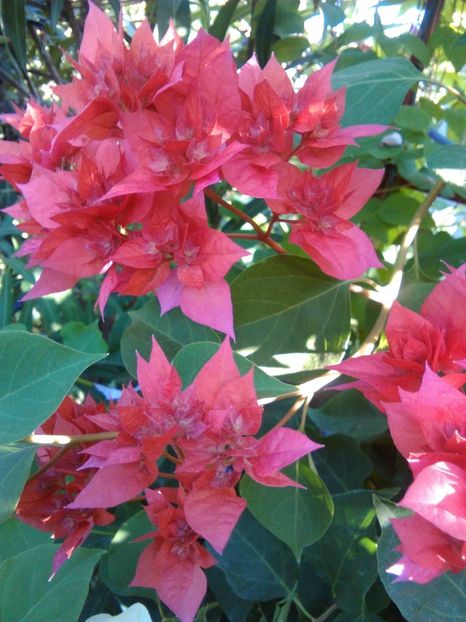 roșie tripla - bougainvillea 2019