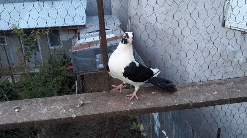  - Mascat de brăila 2019