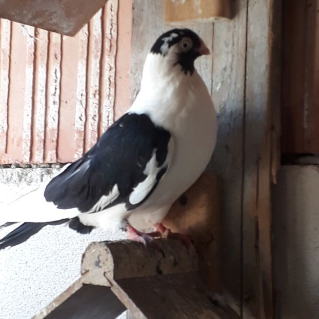  - Mascat de brăila 2019