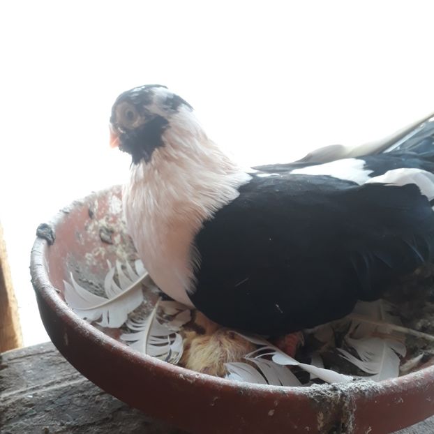  - Mascat de brăila 2019