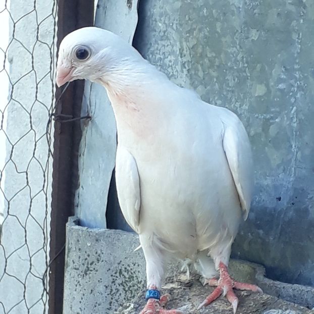  - Mascat de brăila 2019