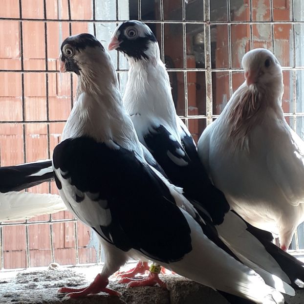  - Mascat de brăila 2019