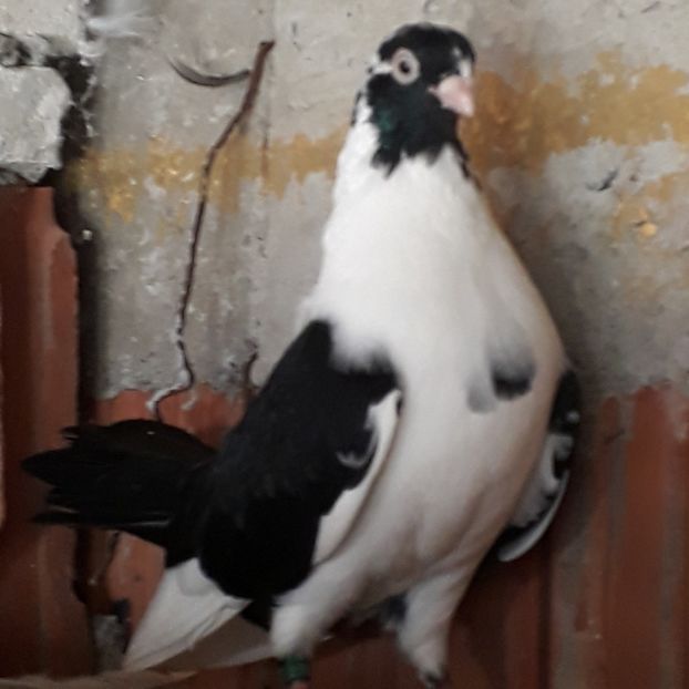  - Mascat de brăila 2019