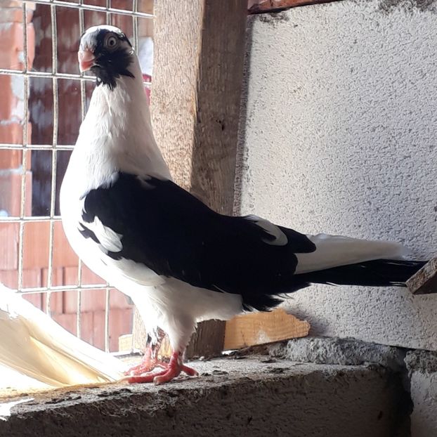  - Mascat de brăila 2019