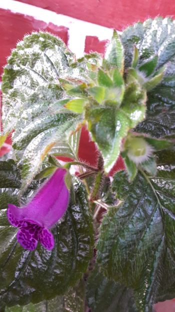  - Gloximannia She is Dancing
