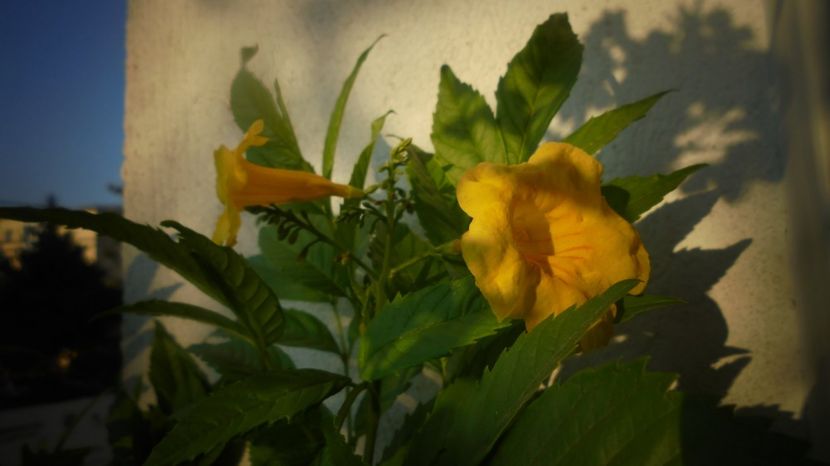 Tecoma stans,cu o stralucire aparte - Stelute