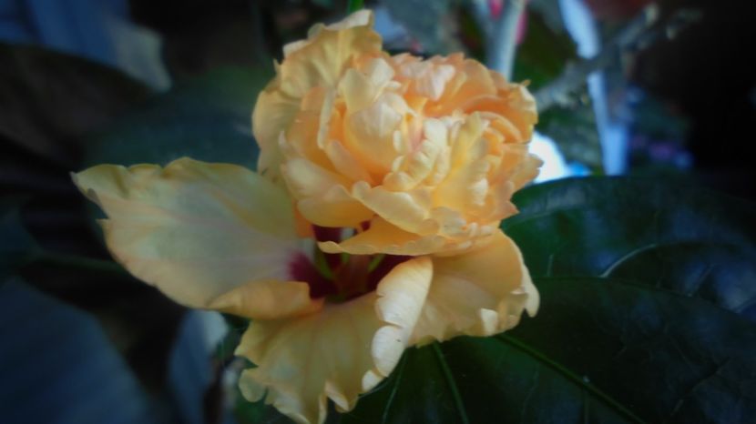 Printul asta...il credeam plecat! - Stelute