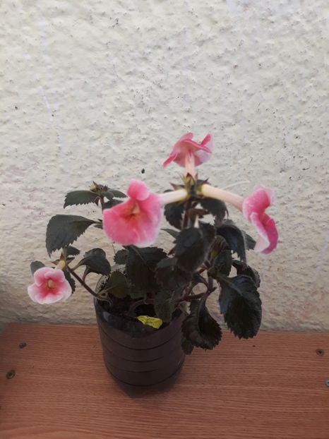  - R19 - George Houche