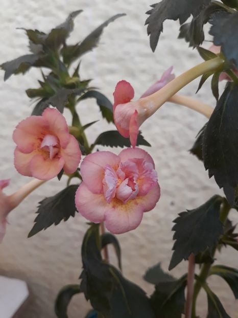  - 0001 2022 - Amelia Vitorino