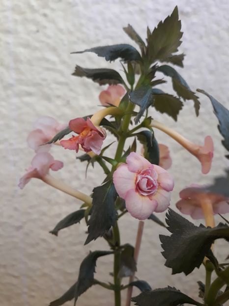  - 0001 2022 - Amelia Vitorino