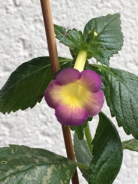 7.09.2019-Côte d‘Or - Achimenes 2019