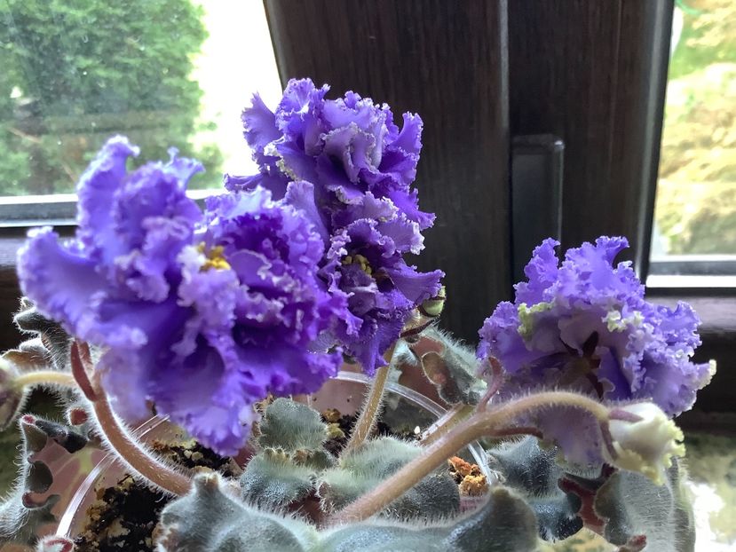 C3EA8057-AB29-4AB9-83F1-0011CA03C857 - Ruffles skyes II