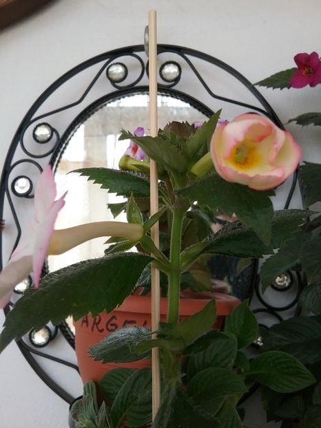  - Vie en Rose