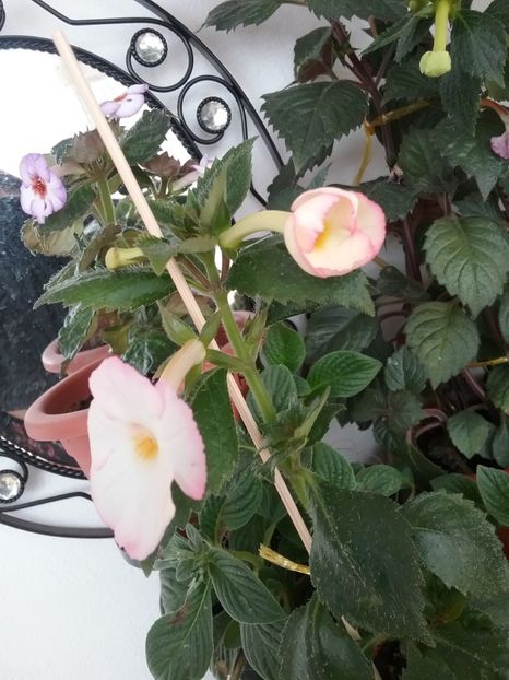  - Vie en Rose