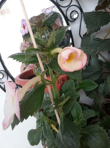  - Vie en Rose