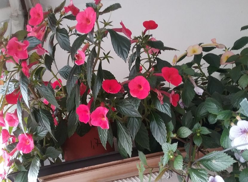  - 2016 achimenes