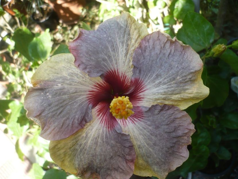 07.09.2019 - HIBISCUSI 2019-3