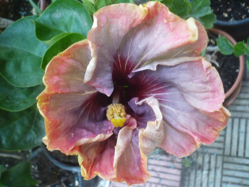 P1420882 - HIBISCUSI 2019-3