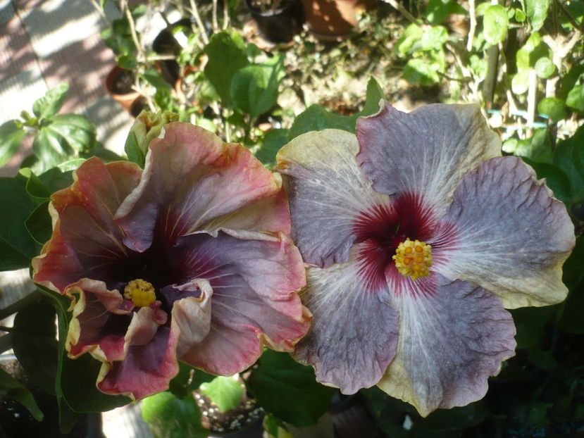 P1420883 - HIBISCUSI 2019-3