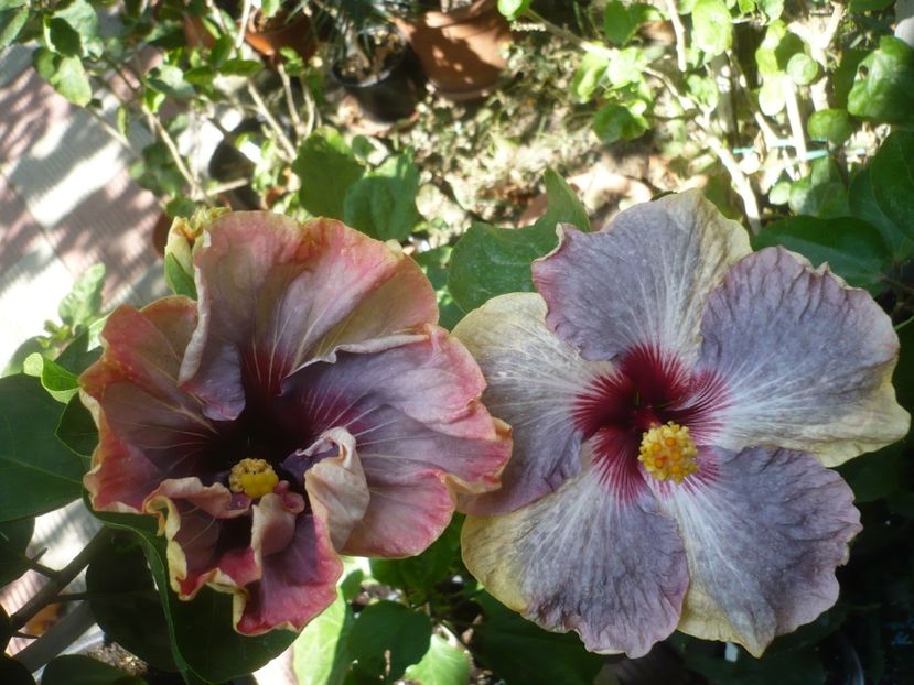 P1420884 - HIBISCUSI 2019-3