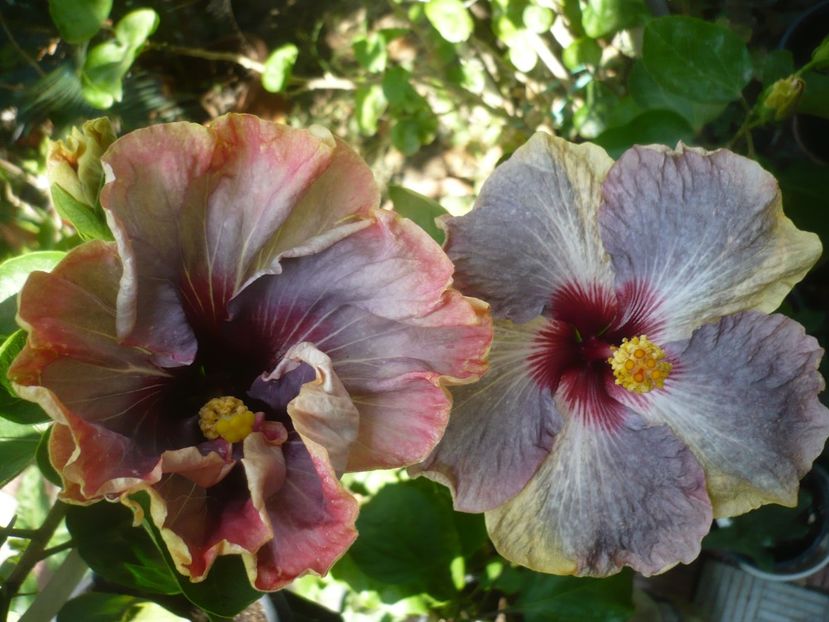 P1420885 - HIBISCUSI 2019-3