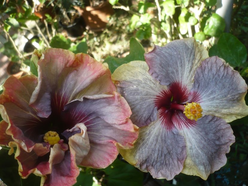 P1420888 - HIBISCUSI 2019-3