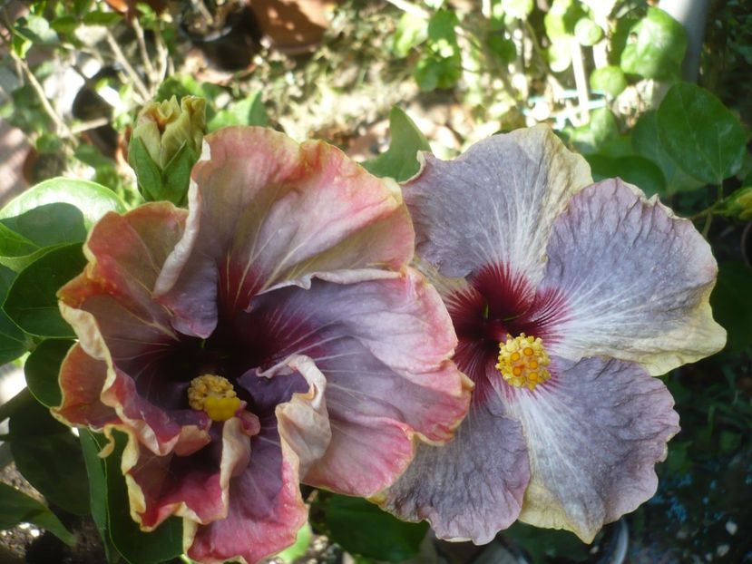 P1420889 - HIBISCUSI 2019-3