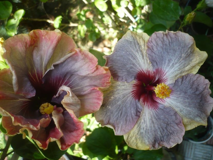 P1420890 - HIBISCUSI 2019-3