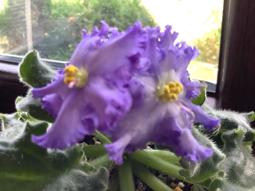 3421A52B-350C-498C-BD67-44C668BDC2C8 - Reigning Beauty sport