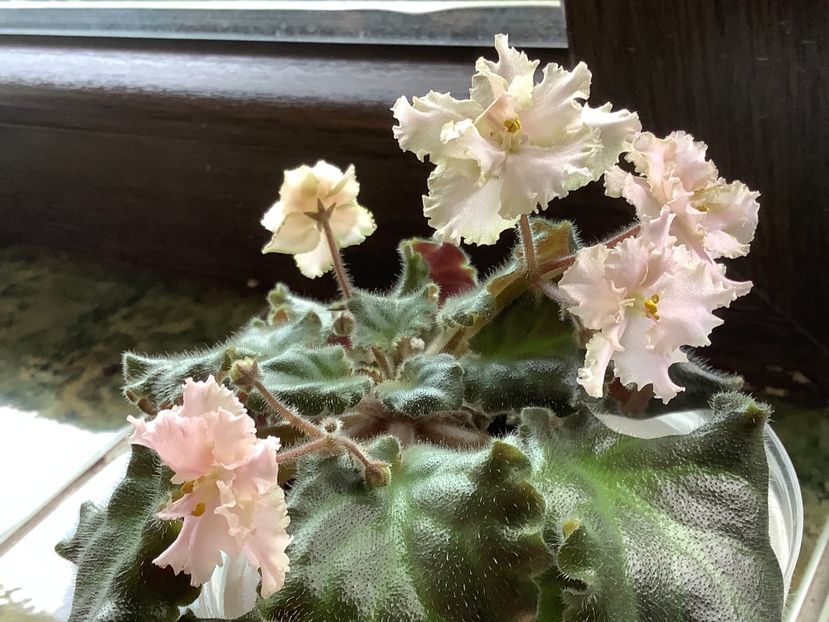 CFF08E63-B693-491B-8F9E-619E23BDE47B - Rob s Sarsparilla