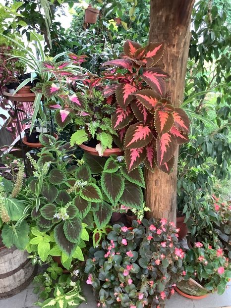  - Coleus Urzicuță