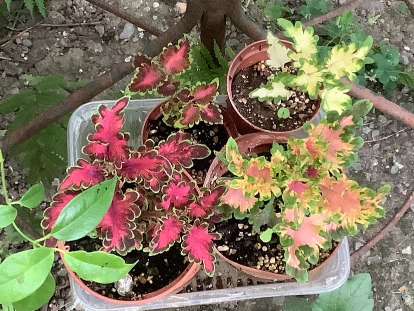 Ruffles Copper - Coleus Urzicuță