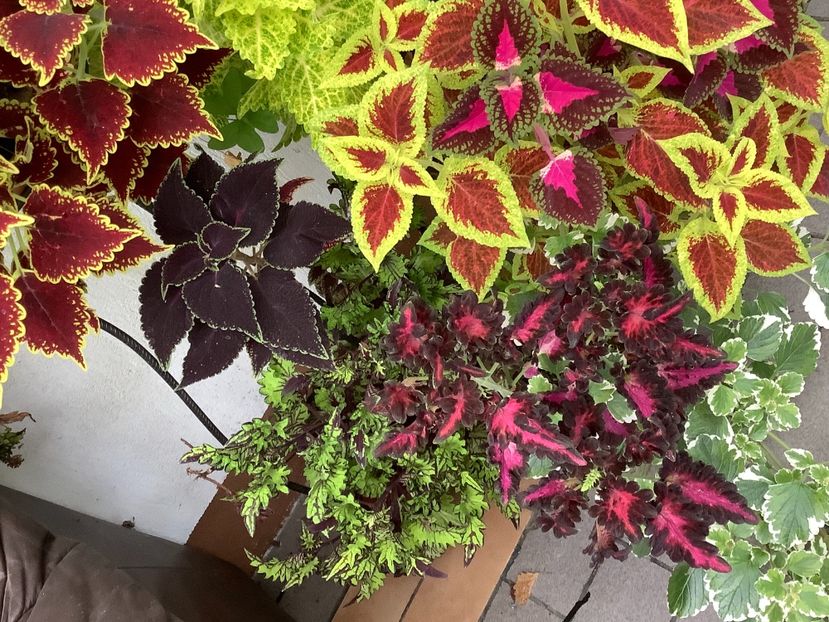  - Coleus Urzicuță