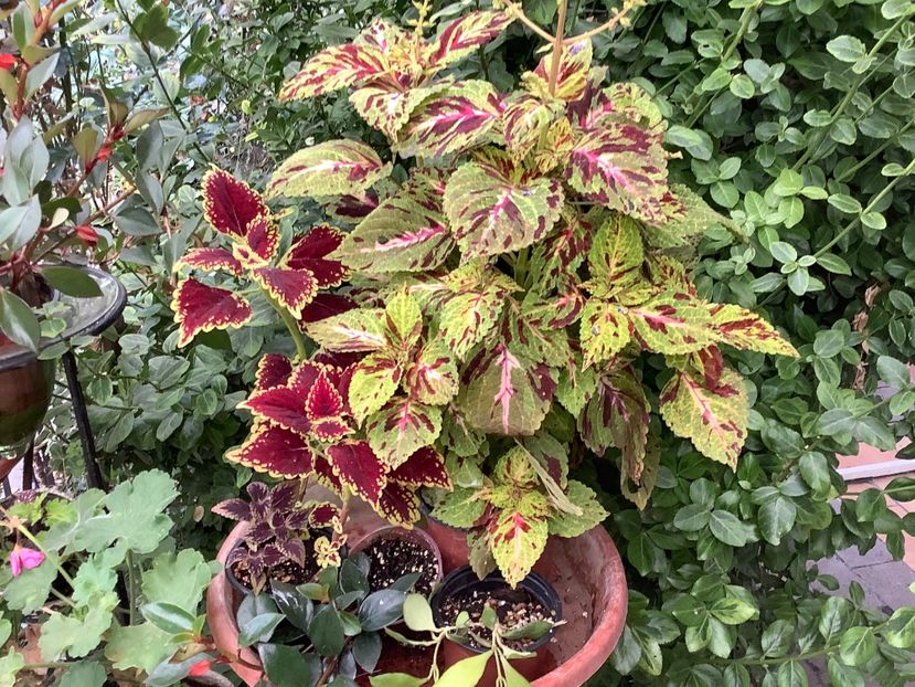  - Coleus Urzicuță