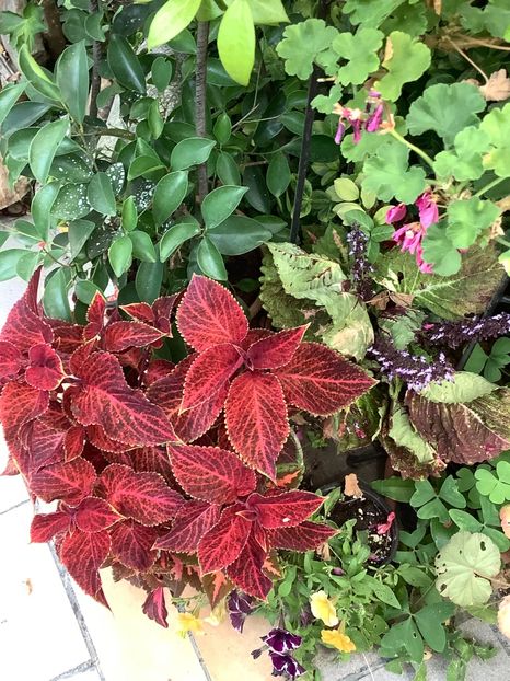  - Coleus Urzicuță