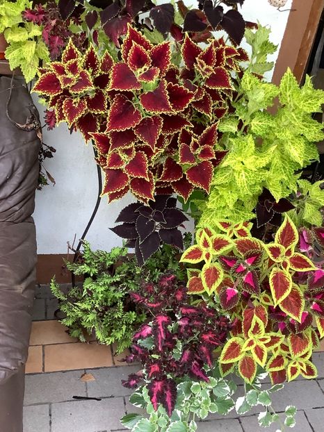  - Coleus Urzicuță