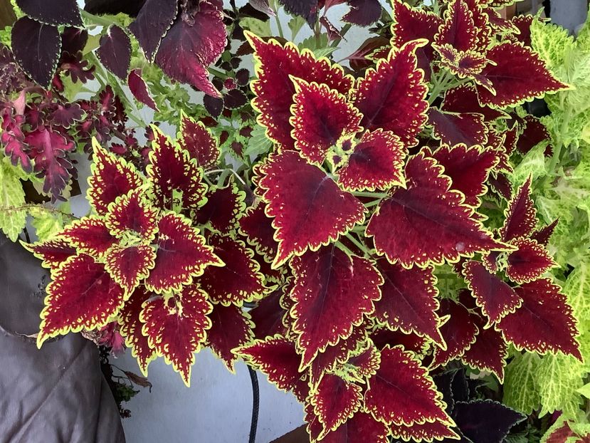  - Coleus Urzicuță