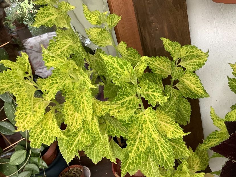  - Coleus Urzicuță