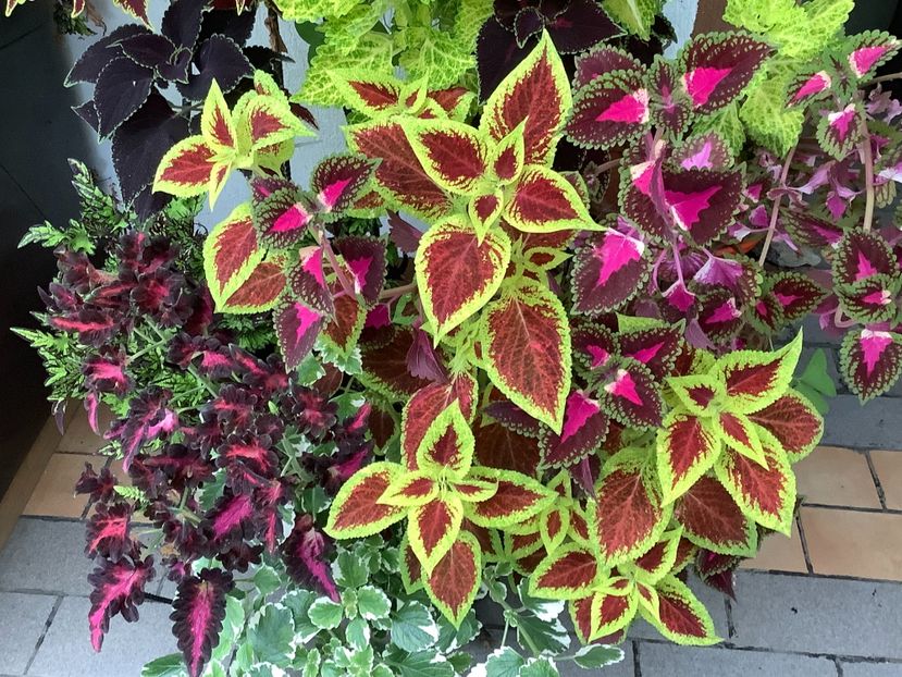  - Coleus Urzicuță