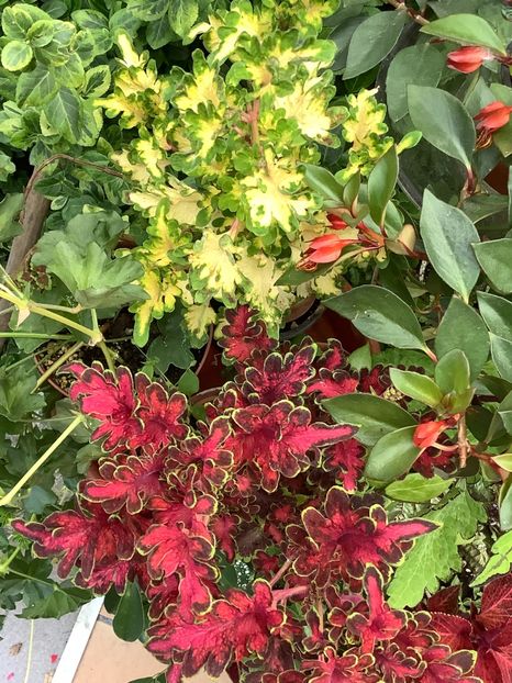  - Coleus Urzicuță