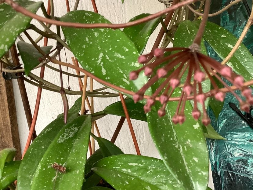  - Pubicalyx Pink Silver