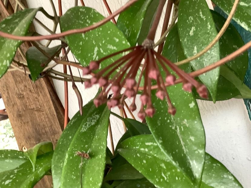  - Pubicalyx Pink Silver