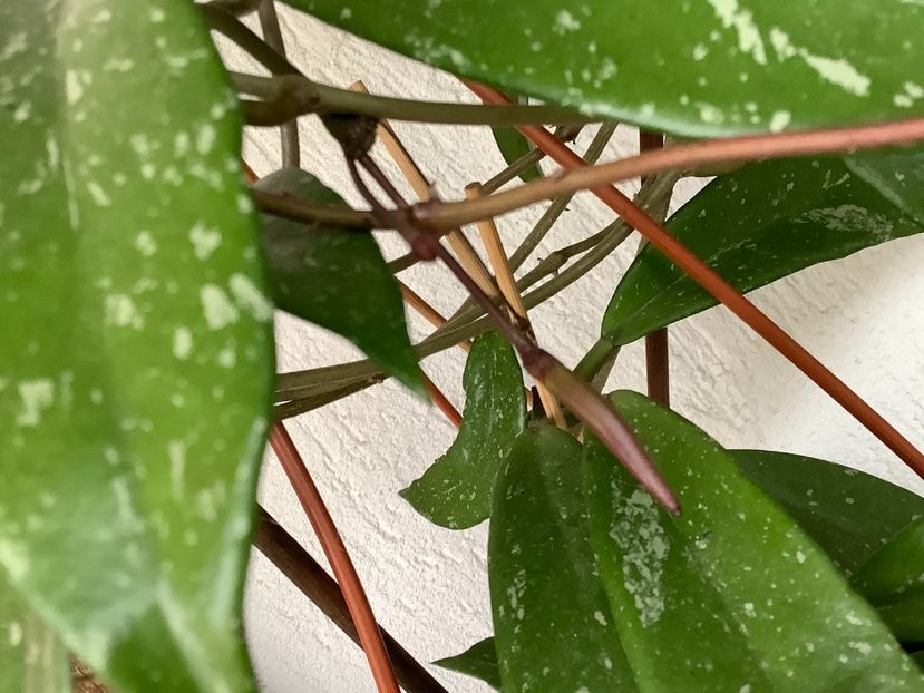  - Pubicalyx Pink Silver