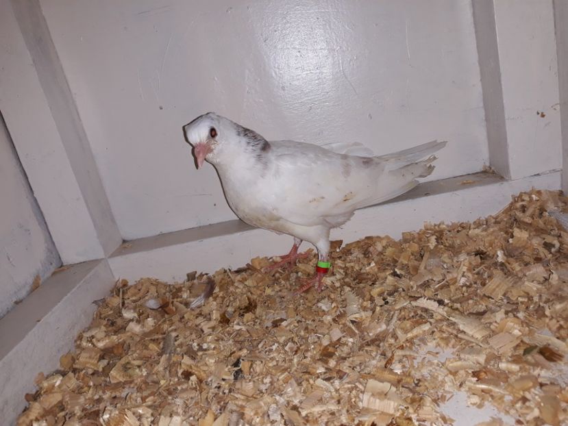  - TIPPLERI 2019 de vanzare