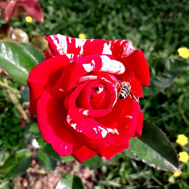  - TRANDAFIRI_2019_2020_2024