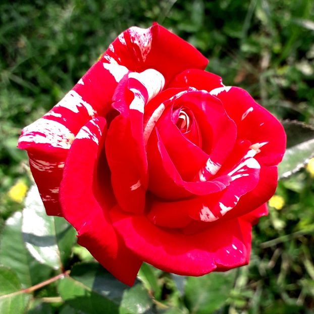  - TRANDAFIRI_2019_2020_2024