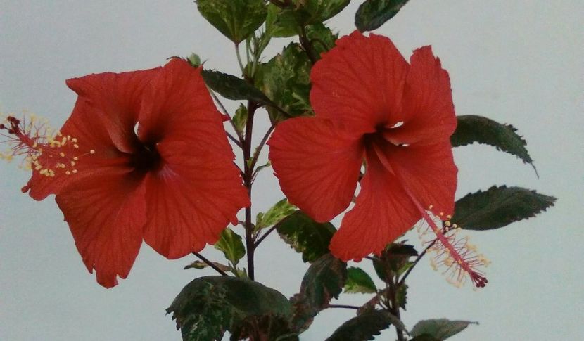  - Hibiscus Red Hot