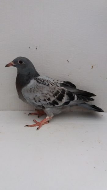 vandut - De vanzare voiajori pui 2019