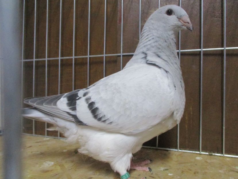 10187-19 - Tineret 2019